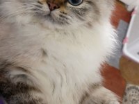 British Longhair Dişi 1 Yaşında
