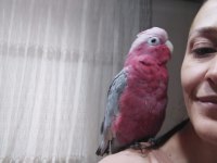 Gül kakadu