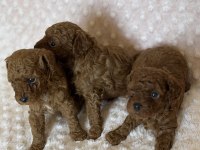 Anne altından toy poodle bebeklerimiz