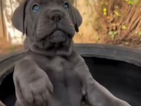 Atletik Cane Corso yavrular