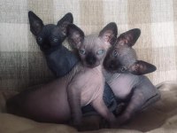 2 aylık sphynx yavruları