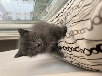 3 erkek ve 1 kadın yavru 3 aylık british shorthair