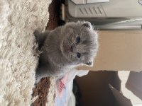 22 günlük british shorthair yavrularım