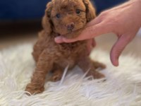 Toy Poodle yavrularımız 50 günlük sağlıklı