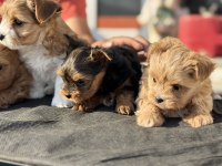 Show kalite tea cup morkie yavrularımız