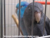 Hazır Çift Forpus Papağanı