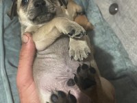 Yeni pinscher bebekler sahiplerini arıyor