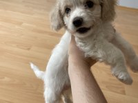3 aylık maltipoo tuvalet eğitimi var