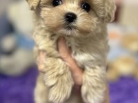 Maltipoo Saf Irk Bebek