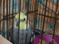3 yaşında damızlık konuşan erkek sultan papağanı