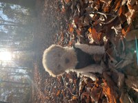 Lagotto romagnolo 4 aylık