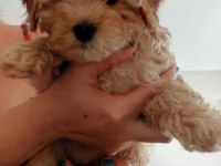 MALTİPOO BEBEKLER DİŞİ ERKEK MEVCUD
