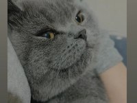 Safkan Dişi British Shorthair Lokum 7 aylık aşılı