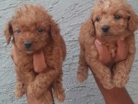 toy poodle yavrular bir birinden güzel