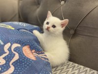 Beyaz bebek british shorthair