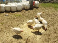 Tindet yumurtalar durumda ve ispeç horoz öter eşler dur