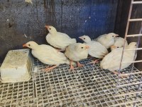 Yetişkin ve palaz kekliklerimiz yuvasını arıyor