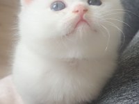 Ayı surat yavru british shorthair