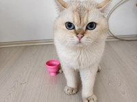 Ciro Erkek Kedi British Shorthair Blue Golden