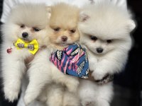 Ziyarete Açık Pomeranian Yavrularımız