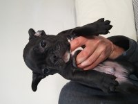 French bulldog yavruları