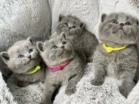 Ayı Surat Brıtısh Shorthair Yavrularım 