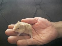 Hamster Gonzales Suriye Anaç ve yavrular