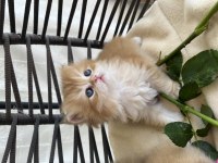 Pofuduk British Longhair Yavrular