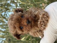Teacup Poodle Küçük Bir Prenses