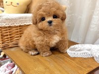 Teacup kore maltipoo yavruları