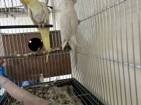 Albino sultan papağanı