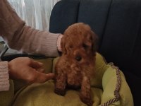 Kore Toy poodle yavrularımız
