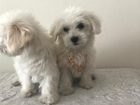 Maltese terrier bebekler