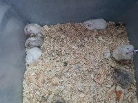 Gonzales hamster
