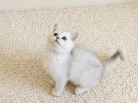 Muhteşem British Shorthair Silver dişi yavru