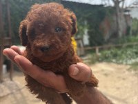 Poodle yavrular