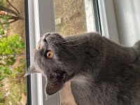 Erkek 1 yaş british shorthair