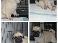 Pug mops yavrular