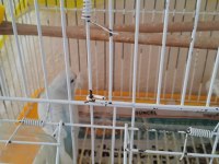 MUHABBET KUŞU SAHİPLENDİRME