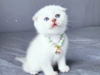 Scottish fold 2 Aylık Dişi