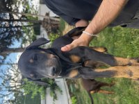 25 Nisan Doğumlu Doberman Yavruları
