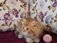 Sun Kennels Üretim Çiftliğinden British Shorthair