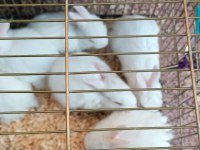 Yeni sütten kesilmiş albino yavru tavşanlar