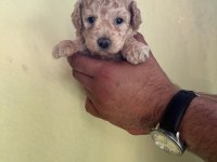 Maltipoo Yavrularımızı Canlı Görerek Alabilirsiniz