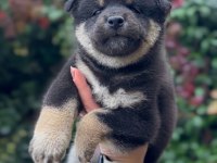 Özel Irk Shiba İnu Bebekler