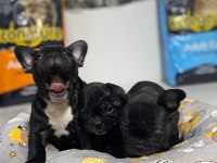 Kalite french bulldog