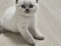 2 aylık cins kediler satılıktır blue point oyuncu kedisi