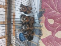 Yorkshire terrier bebekler