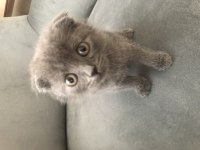 Scottish Fold yavrumuz yuvalandırılacaktır