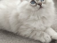 Yün Yumağı Çok Tatlı Chinchilla Yavrular